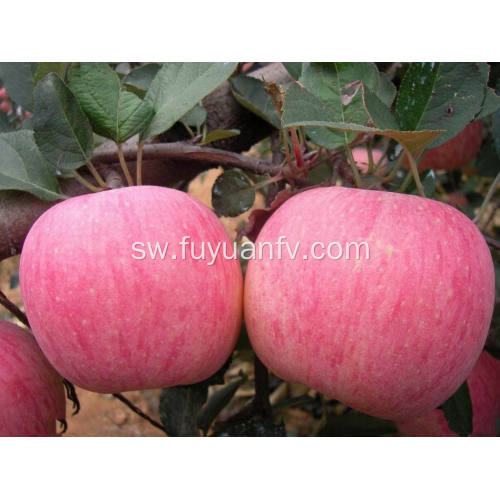 2018 New Fresh Qinguan apple na High Quality